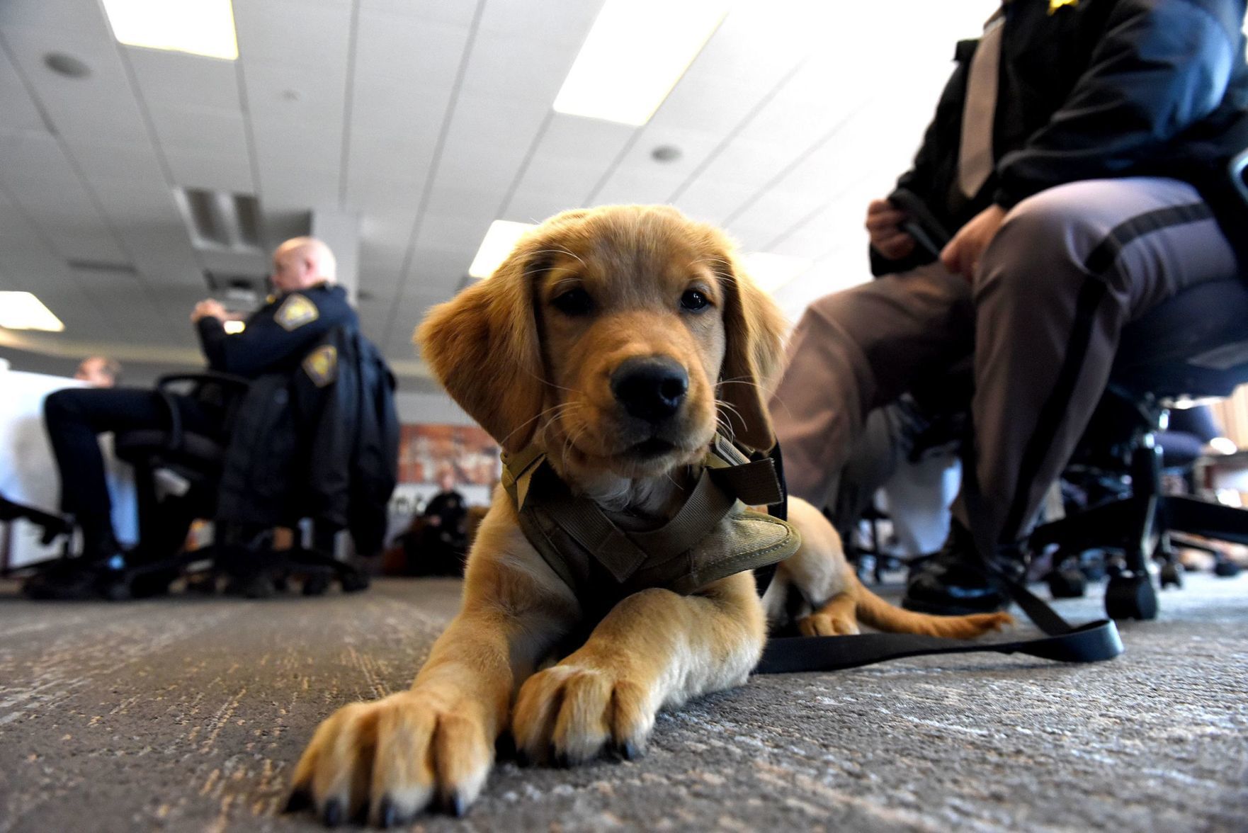 Comfort dogs-puppy